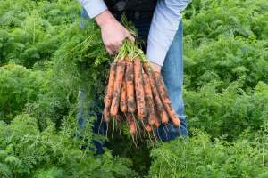 Морковь Нерак F1 (2,0-2,2мм) 100 000 семян. (Bejo) Морковь Нерак F1 (2,0-2,2мм) 100 000 семян. (Bejo)