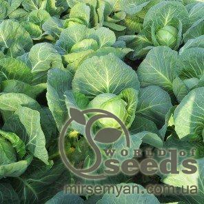 Капуста Легат F1 2500 семян. (Clause) Капуста Легат F1 2500 семян. (Clause)