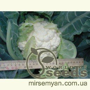 Капуста цветная Наутилус F1 10 000 семян. (Clause) Капуста цветная Наутилус F1 10 000 семян. (Clause)