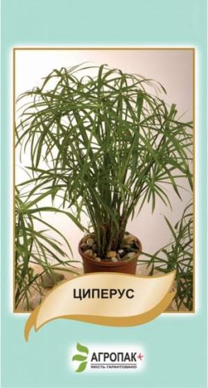 Циперус 50 cемян. А Циперус 50 cемян. А