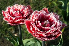 19. Тюльпан Brest