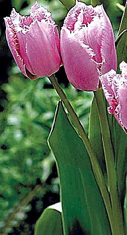 17 Многоцветковые тюльпаны Fringed Family