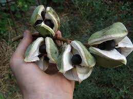 Ксантоцерас або горіх чекалкін (Чекалкіна)