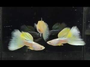 Гуппі PinguYellow 2-2.5см