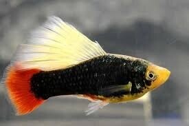 Пецілія Гавайська 2-2.5см