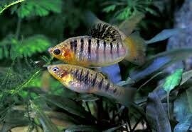 Лімія чорнополоса 2-2.5см