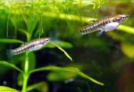 Формоза 1-1.5см