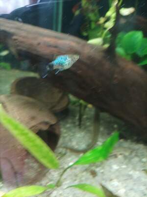 Пецілія неонова