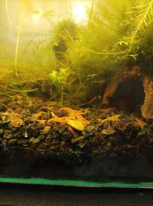 Криветка оранж