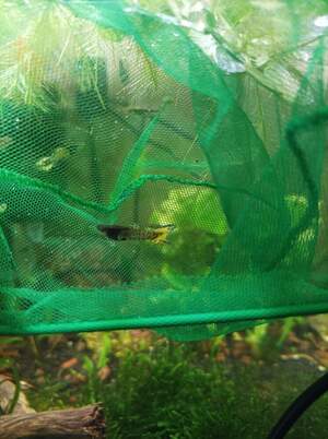 Гуппі тигрові 1.5-2см