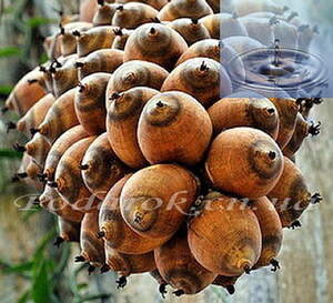 Водорастворимое масло Бабассу