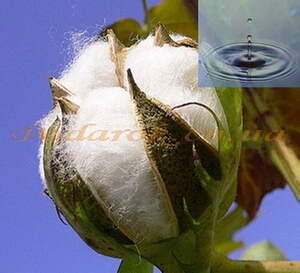 Водорастворимое масло хлопка