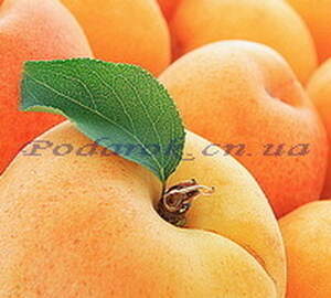 Масло абрикосовых косточек