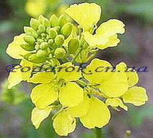 Масло Горчицы, холодный отжим