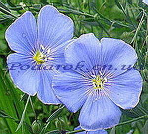 Масло Льна, холодный отжим