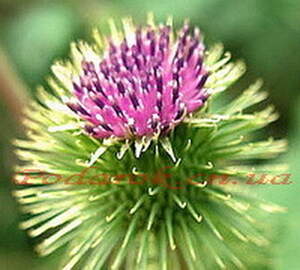 Масло Репейное