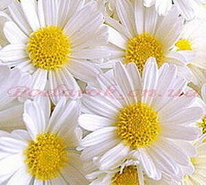 Масло Ромашки