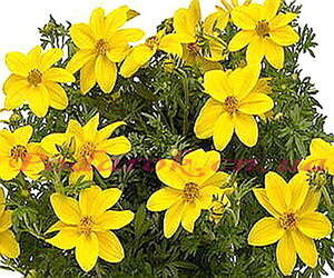 Масло Череды