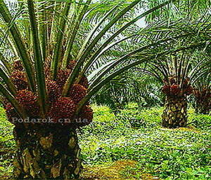 Пальмовое масло