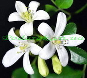 Эфирное масло - Бергамота