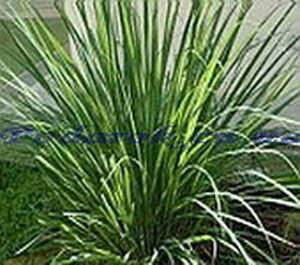 Эфирное масло - Лемонграсса