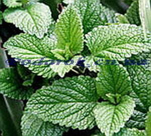 Эфирное масло - Мяты