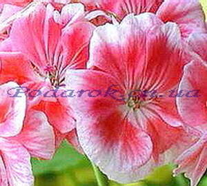 Эфирное масло Герани