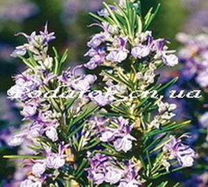 Эфирное масло Розмарина