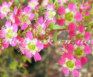 Эфирное масло Чайного дерева