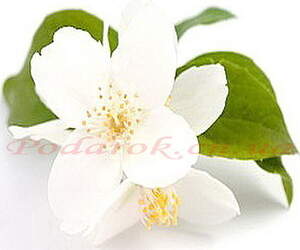 Отдушка "Жасмин"