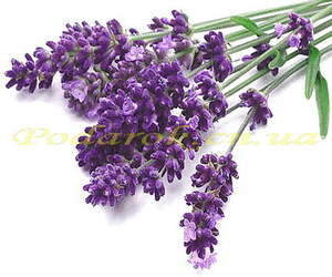 Отдушка "Лаванда" - обычн. конц.