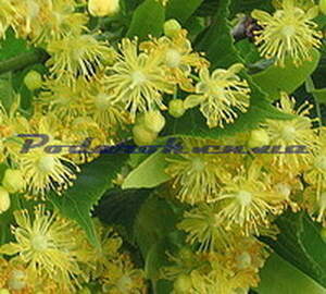 Отдушка "Липа" - обычн. конц.