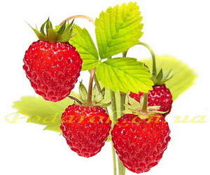 Отдушка "Земляника" - усил. конц.