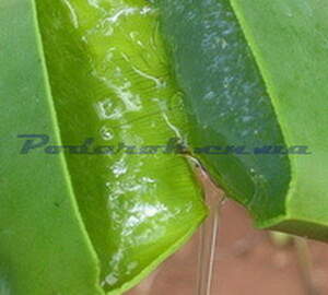 Экстракт Алоэ