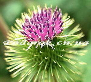 Экстракт корня лопуха