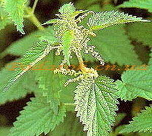 Экстракт Крапивы