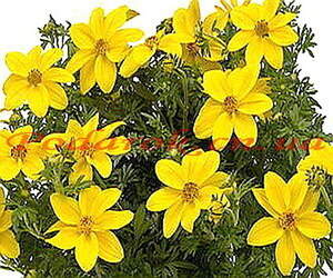 Экстракт Череды