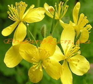 Экстракт Чистотела