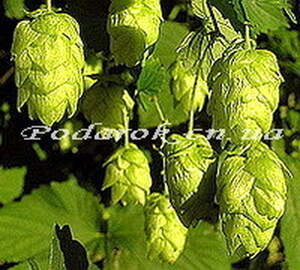 Экстракт Шишек хмеля