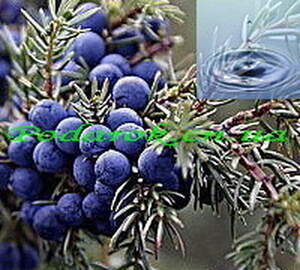 Можжевеловая вода (душистая)