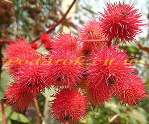 Масло касторовое