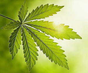 Масло конопли, холодный отжим