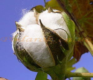 Масло хлопка