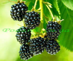 Отдушка "Ежевика"