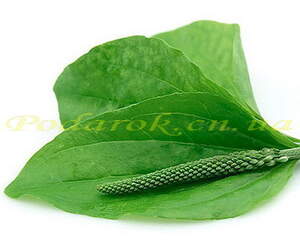 Экстракт подорожника