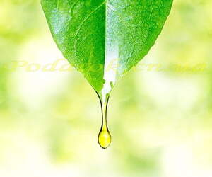 Экстракт Чайного дерева