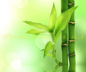 Экстракт Бамбука