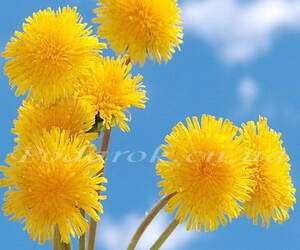 Экстракт Одуванчик