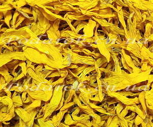 Сухоцвет Подсолнуха