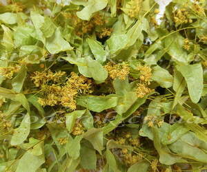 Сухоцвет Липы